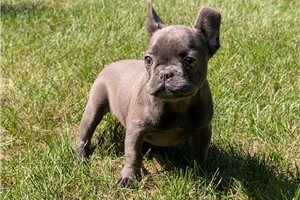 Suki - French Bulldog for sale