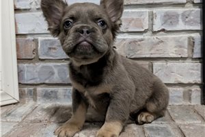 Antonio - puppy for sale