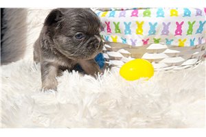 Kimberly - French Bulldog for sale