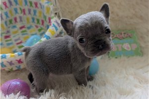 Amiyah - French Bulldog for sale