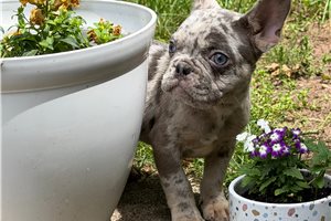 Alex - French Bulldog for sale