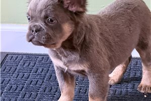 Antonio - French Bulldog for sale