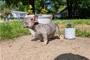 Kash - French Bulldog for sale
