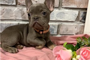Amiyah - French Bulldog for sale