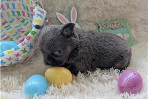 Antonio - French Bulldog for sale