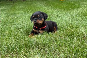 Vinnie - Rottweiler for sale
