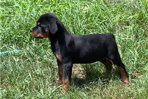 Hanson - Rottweiler for sale
