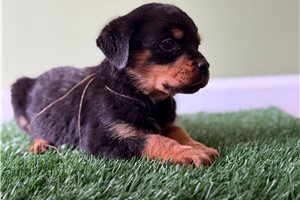 Brooke - Rottweiler for sale