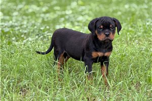 Valor - Rottweiler for sale
