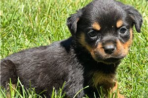 Britt - Rottweiler for sale