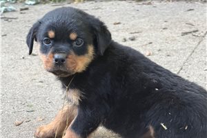 Britt - Rottweiler for sale