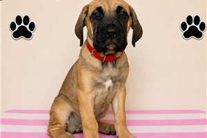 Aimee - Cane Corso Mastiff for sale