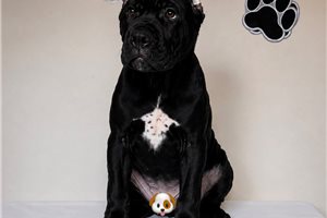 Zeus - Cane Corso Mastiff for sale