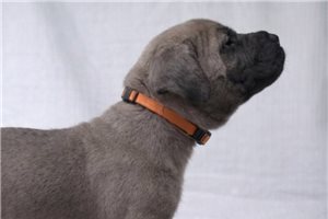 Astor - puppy for sale