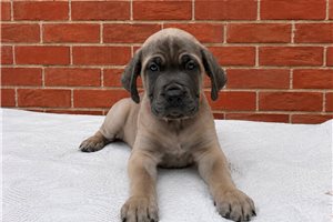 Astor - Cane Corso Mastiff for sale