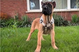 Alexander - Cane Corso Mastiff for sale