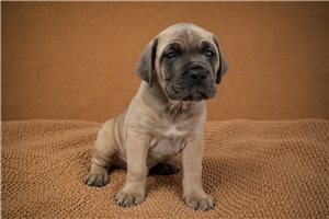 Astor - Cane Corso Mastiff for sale