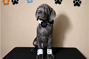 Hercules - Cane Corso Mastiff for sale