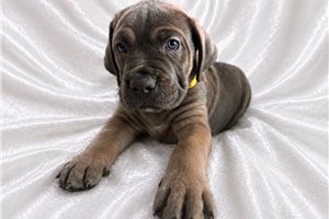Athena - Cane Corso Mastiff for sale