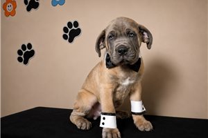 Astor - Cane Corso Mastiff for sale