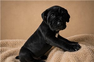 Zeus - Cane Corso Mastiff for sale