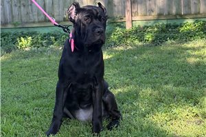 Aria - Cane Corso Mastiff for sale