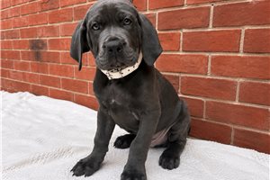 Titan - Cane Corso Mastiff for sale