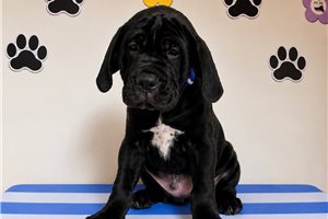 Zeus - Cane Corso Mastiff for sale