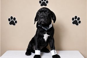 Zeus - Cane Corso Mastiff for sale