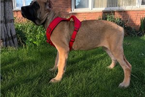 Aimee - Cane Corso Mastiff for sale