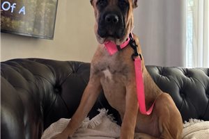 Aimee - Cane Corso Mastiff for sale