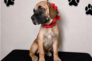 Aimee - Cane Corso Mastiff for sale