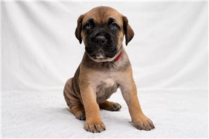 Aimee - puppy for sale