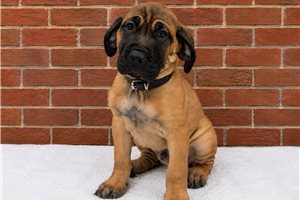 Alexander - Cane Corso Mastiff for sale