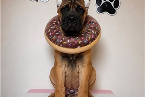 Alexander - Cane Corso Mastiff for sale