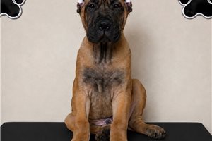 Alexander - Cane Corso Mastiff for sale