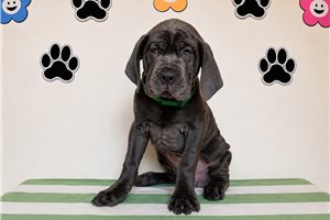 Hercules - Cane Corso Mastiff for sale