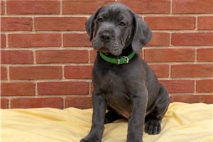 Hercules - Cane Corso Mastiff for sale