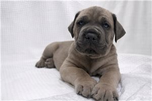 Andrew - puppy for sale