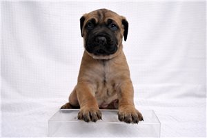 Alexander - Cane Corso Mastiff for sale