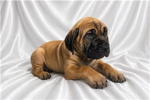 Alexander - Cane Corso Mastiff for sale