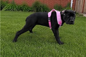 Aria - Cane Corso Mastiff for sale