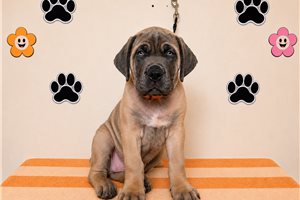 Astor - Cane Corso Mastiff for sale