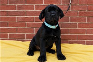 Sarge - Cane Corso Mastiff for sale
