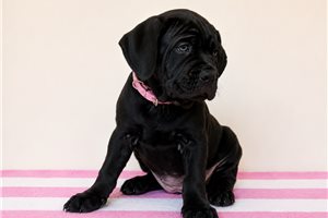 Aria - Cane Corso Mastiff for sale