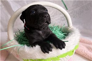 Aria - puppy for sale