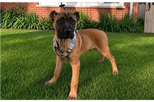 Alexander - Cane Corso Mastiff for sale