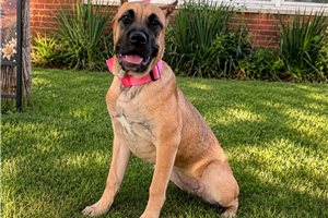 Aimee - Cane Corso Mastiff for sale