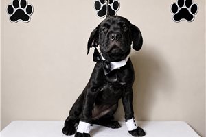 Sarge - Cane Corso Mastiff for sale