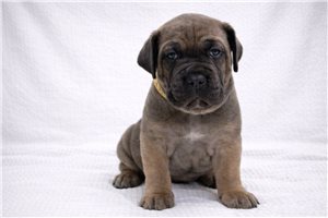 Athena - puppy for sale